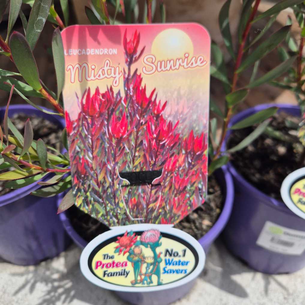 Leucadendron 'Misty Sunrise'