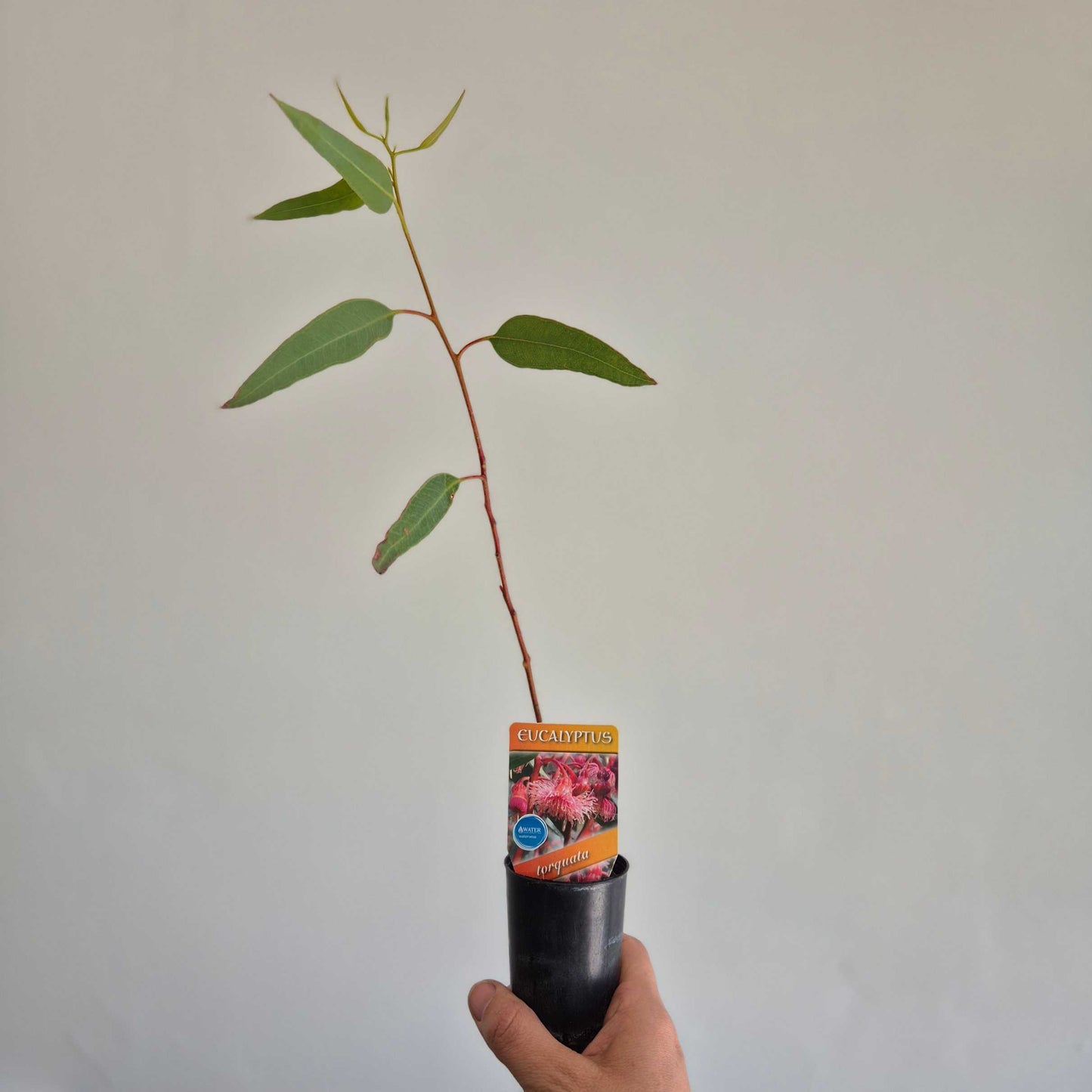 Coral Gum | Eucalyptus torquata