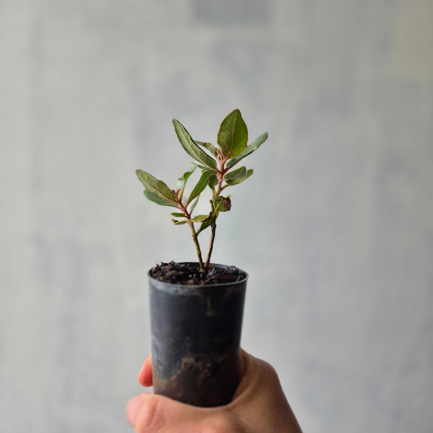Illyarrie Red Capped Gum - Eucalyptus erythrocorys