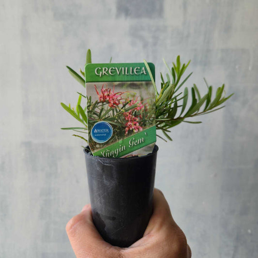 Grevillea obtusifolia 'Gingin Gem'