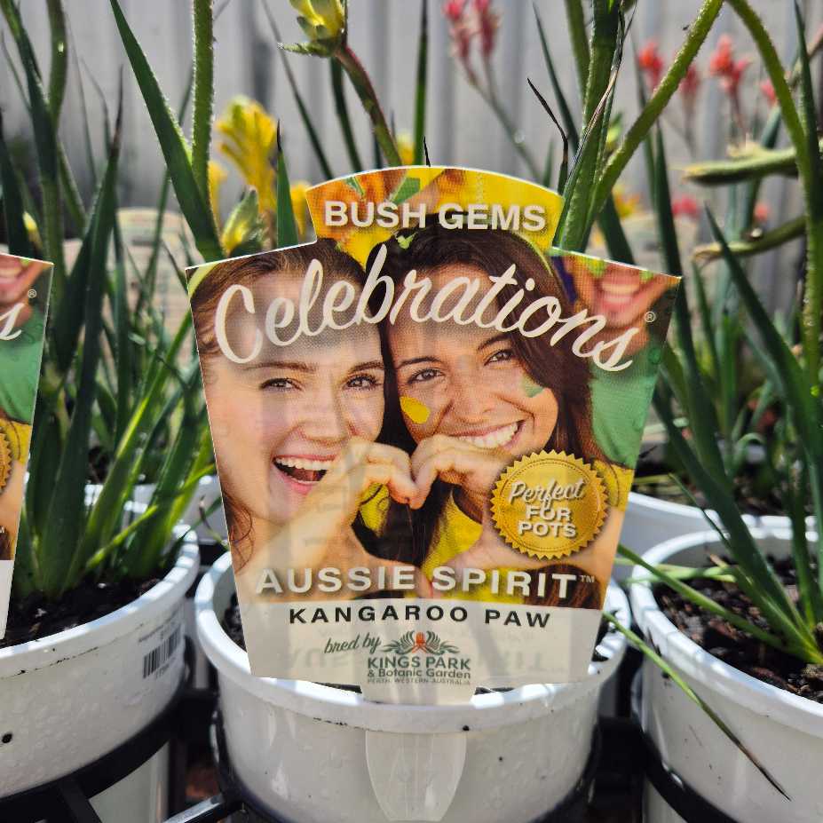 Anigozanthos 'Celebrations Aussie Spirit'