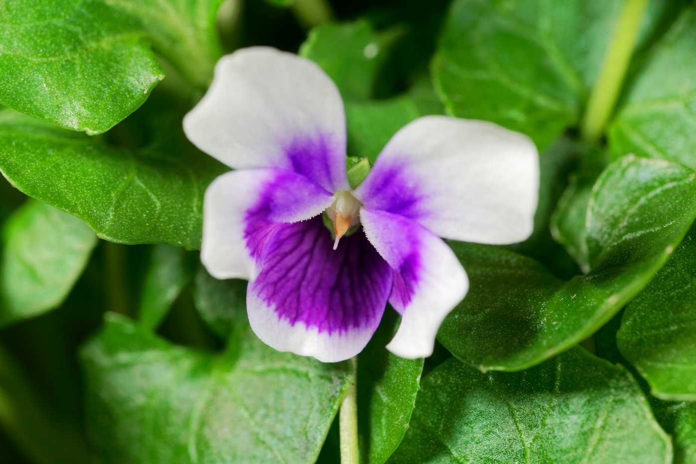 Viola hederacea