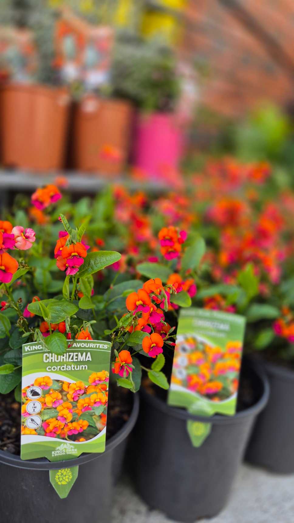 Heart-leaf Flame Pea | Chorizema cordatum