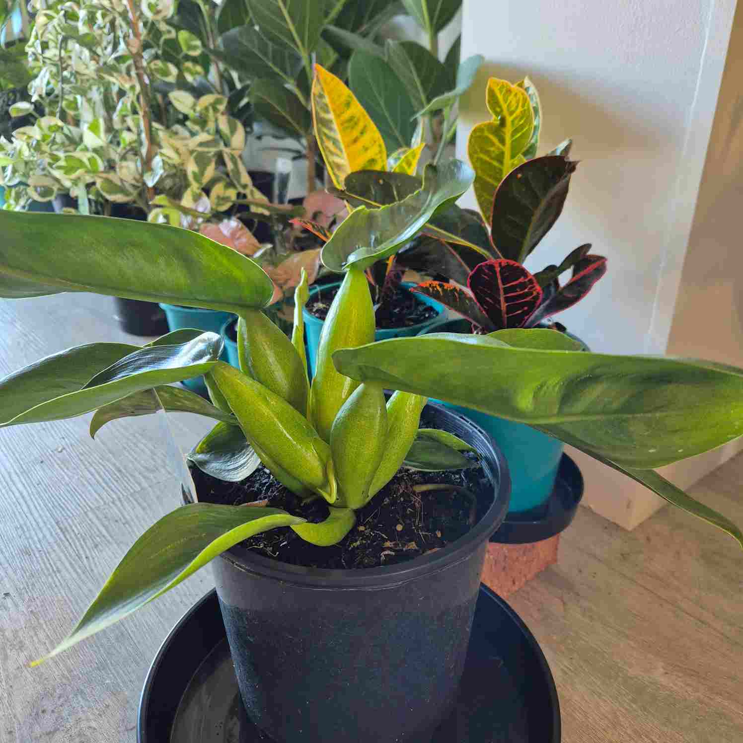 philodendron fat boy Philodendron 'Fat Boy' – Snippy's Yard