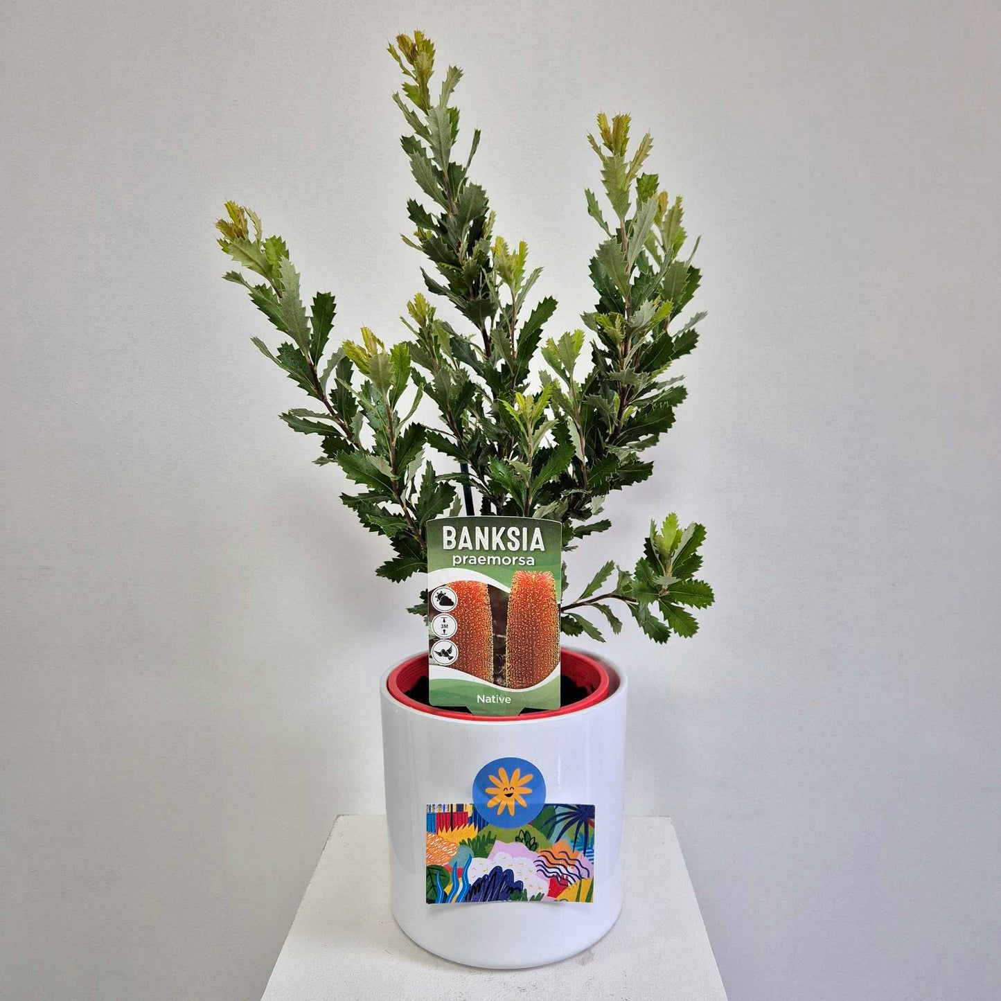 Banksia Plant Gift