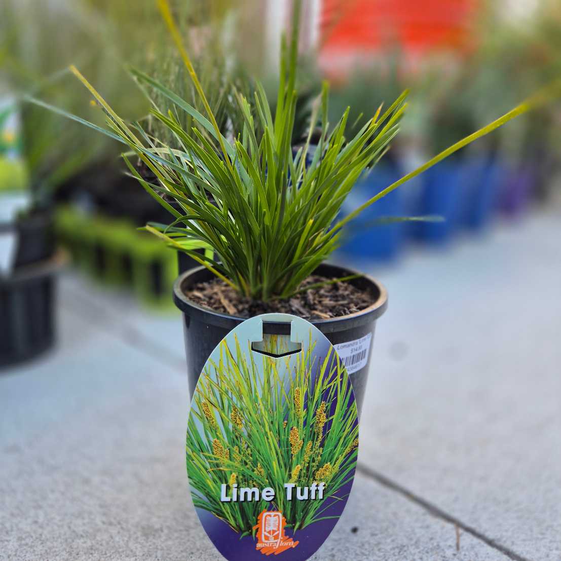 Lomandra 'Lime Tuff'
