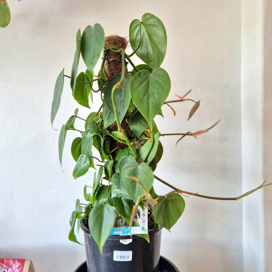Heart Leaf Philodendron