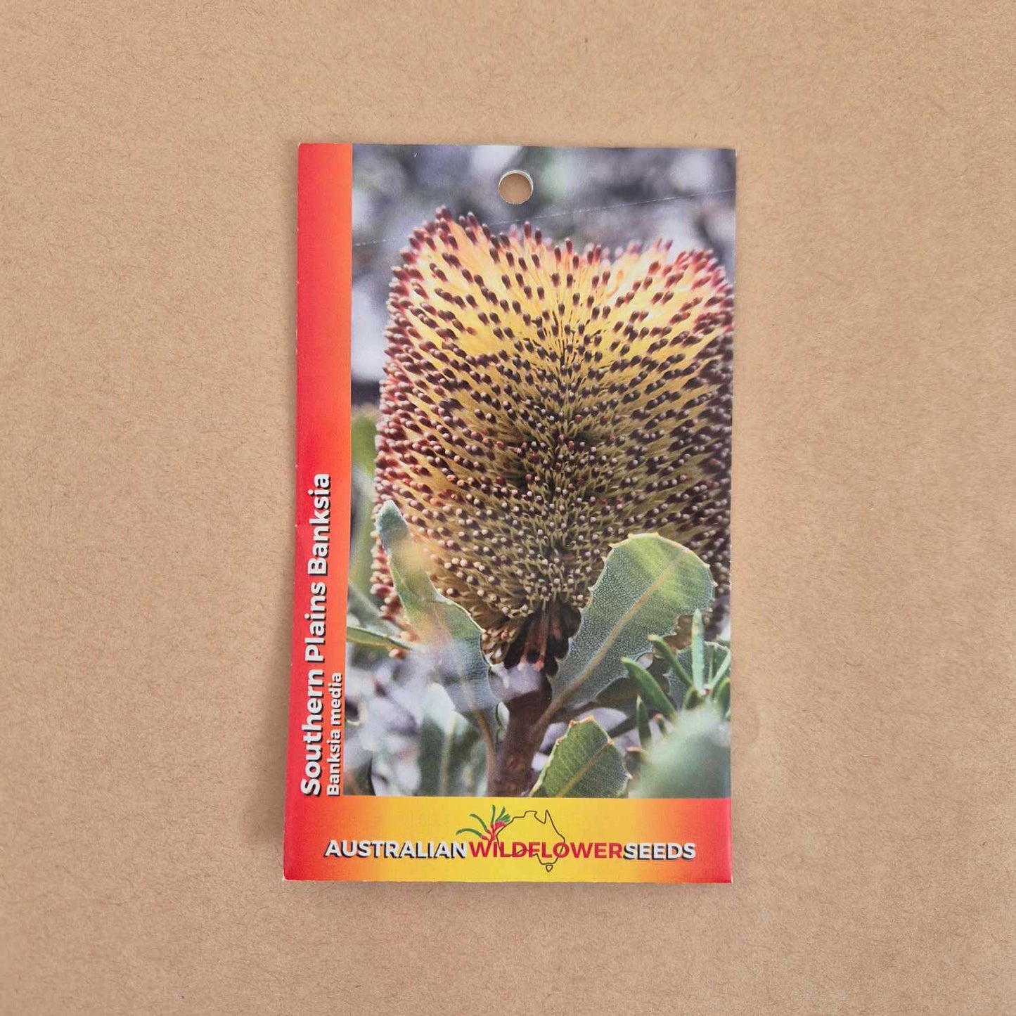 Banksia media Seeds