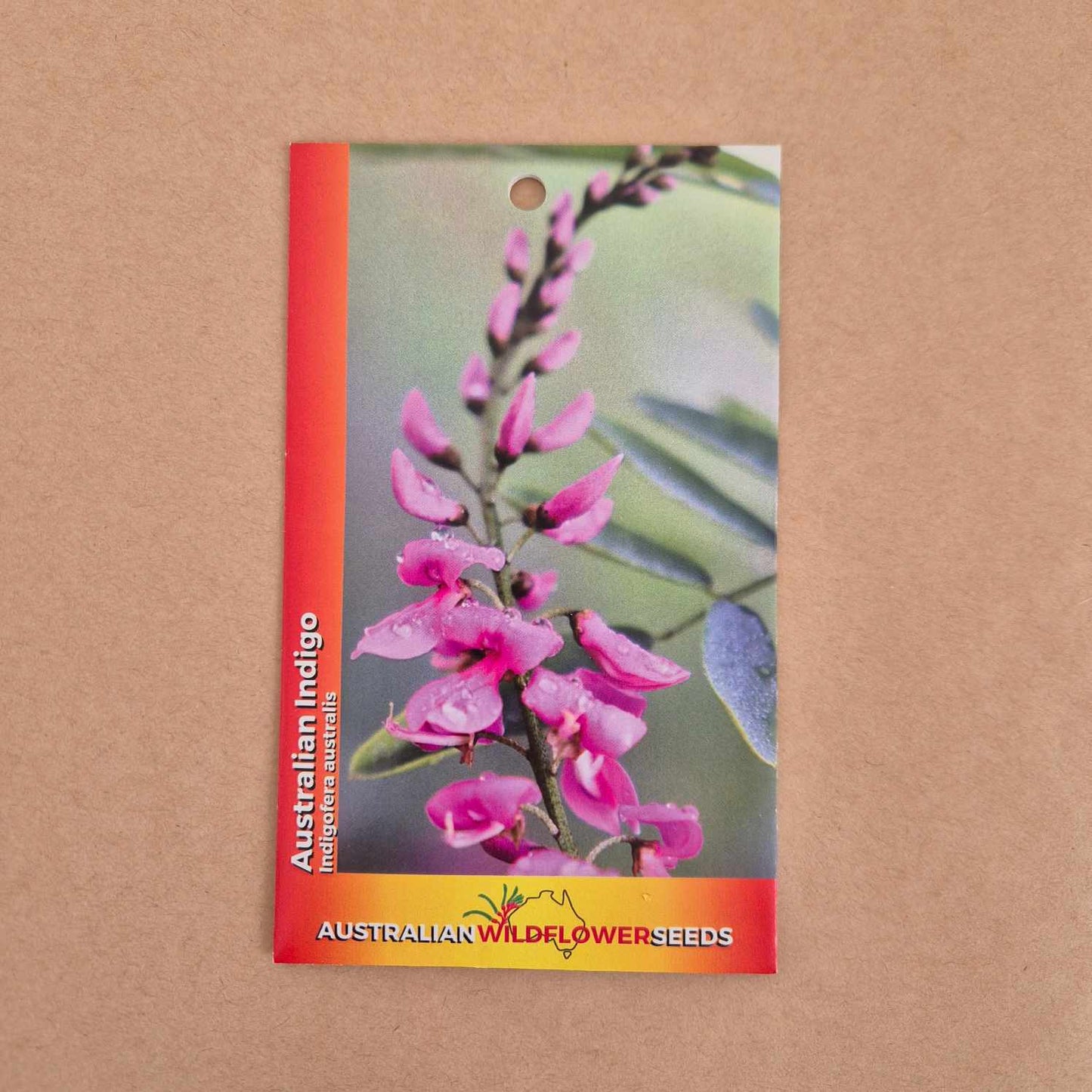 Australian Indigo Seeds - Indigofera australis