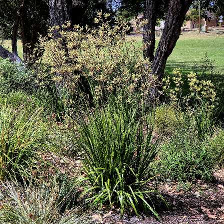 Anigozanthos flavidus Green