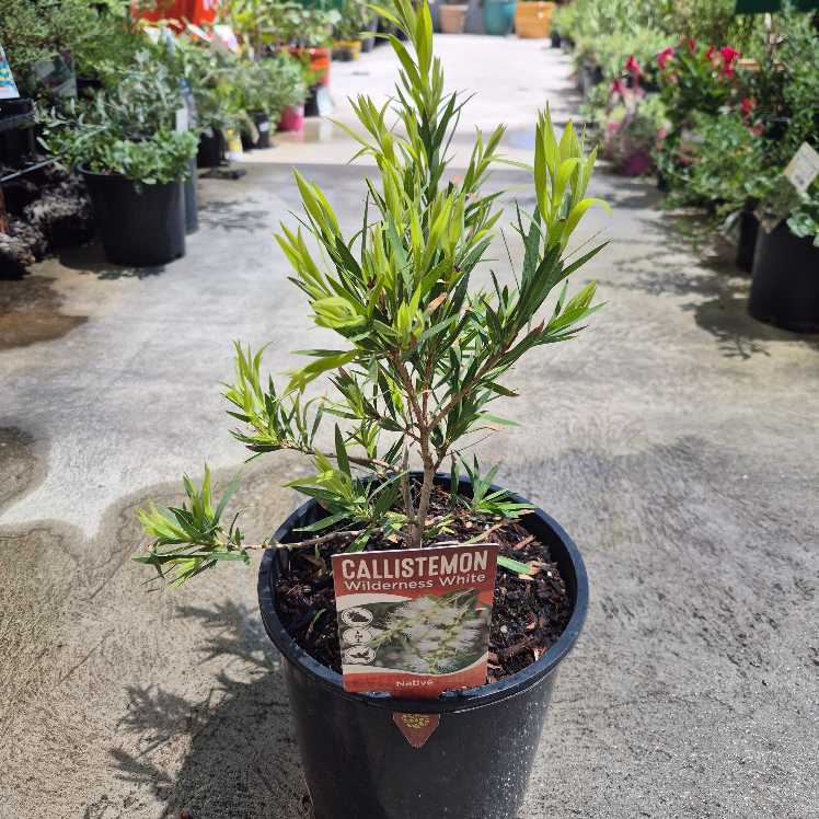 Callistemon 'Wilderness White' | White Bottlebrush