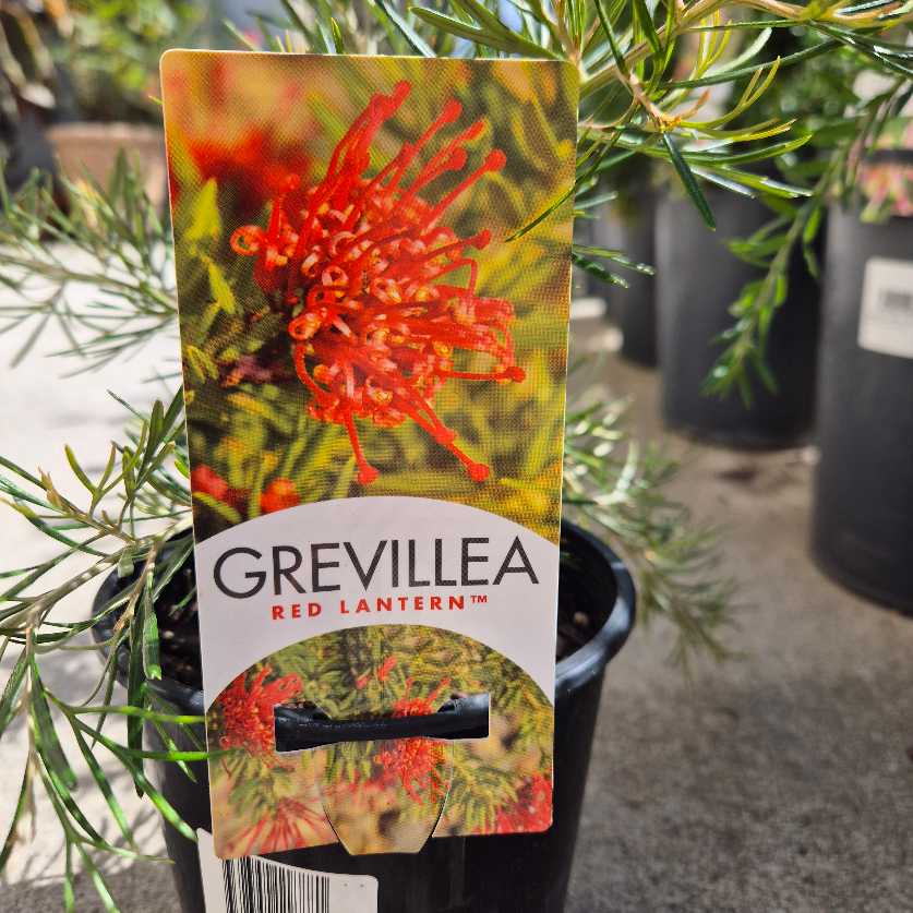 Grevillea 'Red Lantern'