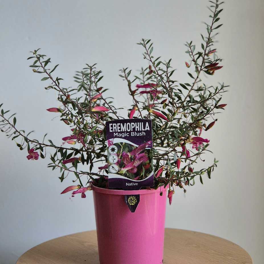 Eremophila 'Magic Blush'