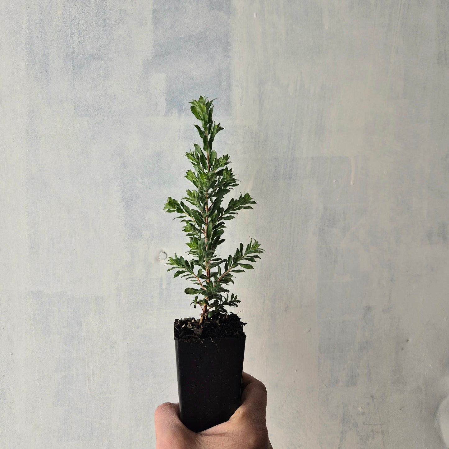 Melaleuca lanceolata