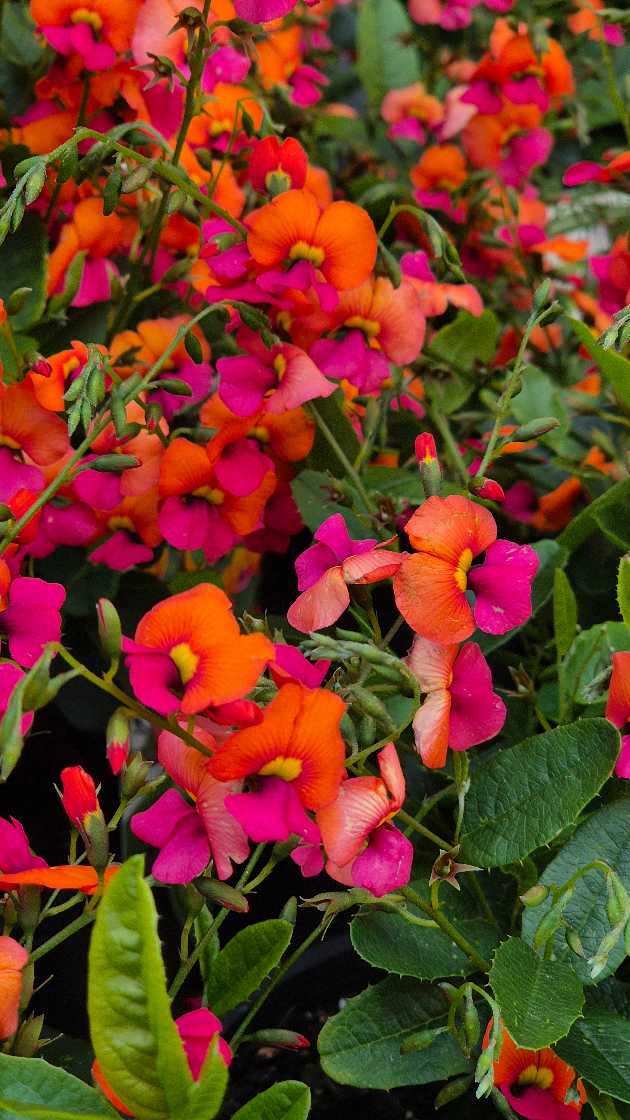 Heart-leaf Flame Pea | Chorizema cordatum