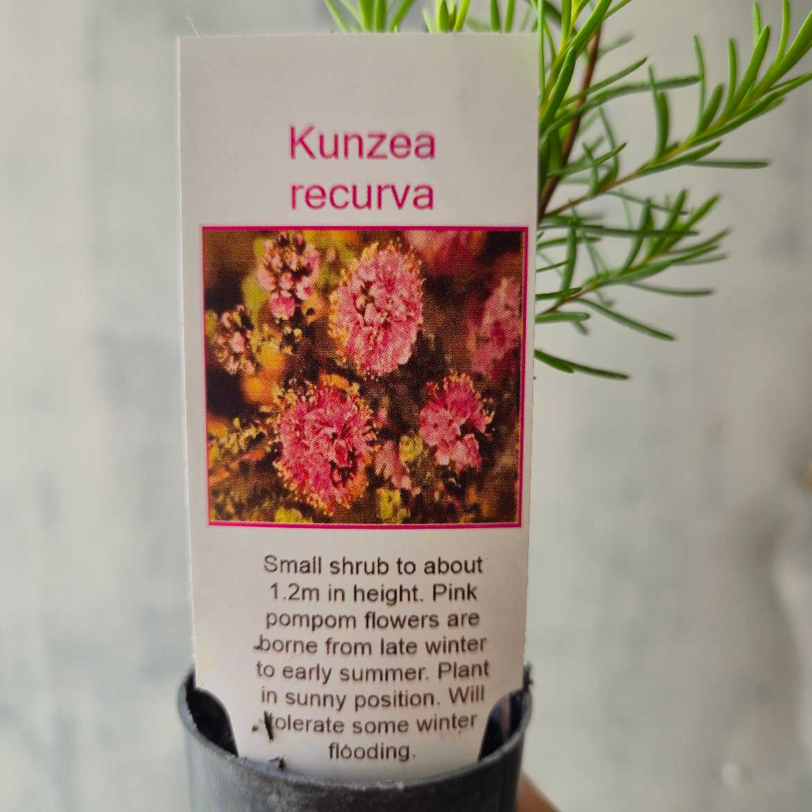 Kunzea recurva