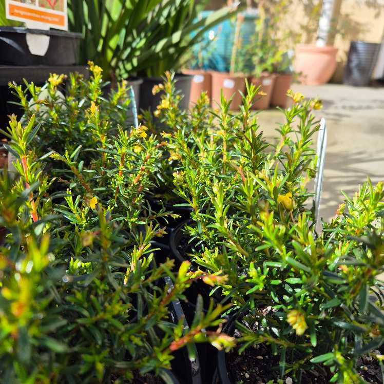 Hibbertia 'Ocean Reef'