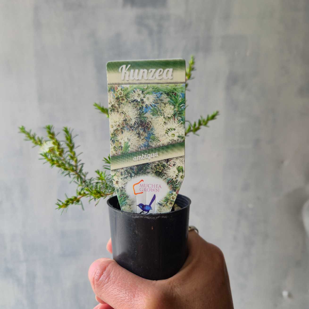 Kunzea ambigua