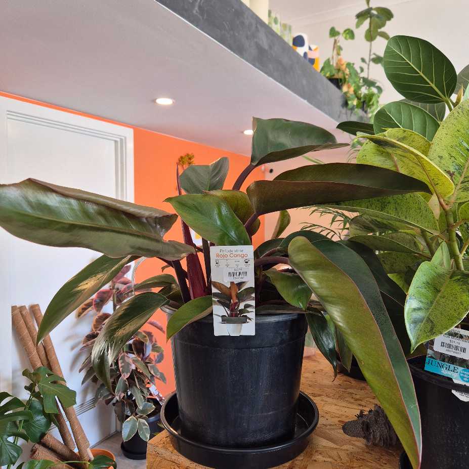 Philodendron 'Rojo Congo'