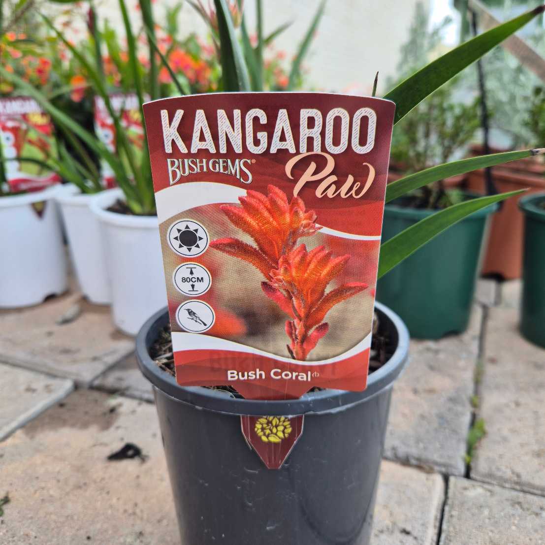 Anigozanthos 'Bush Coral'