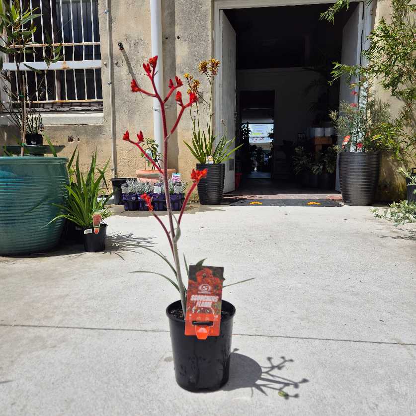Anigozanthos 'Scorchers Flame'