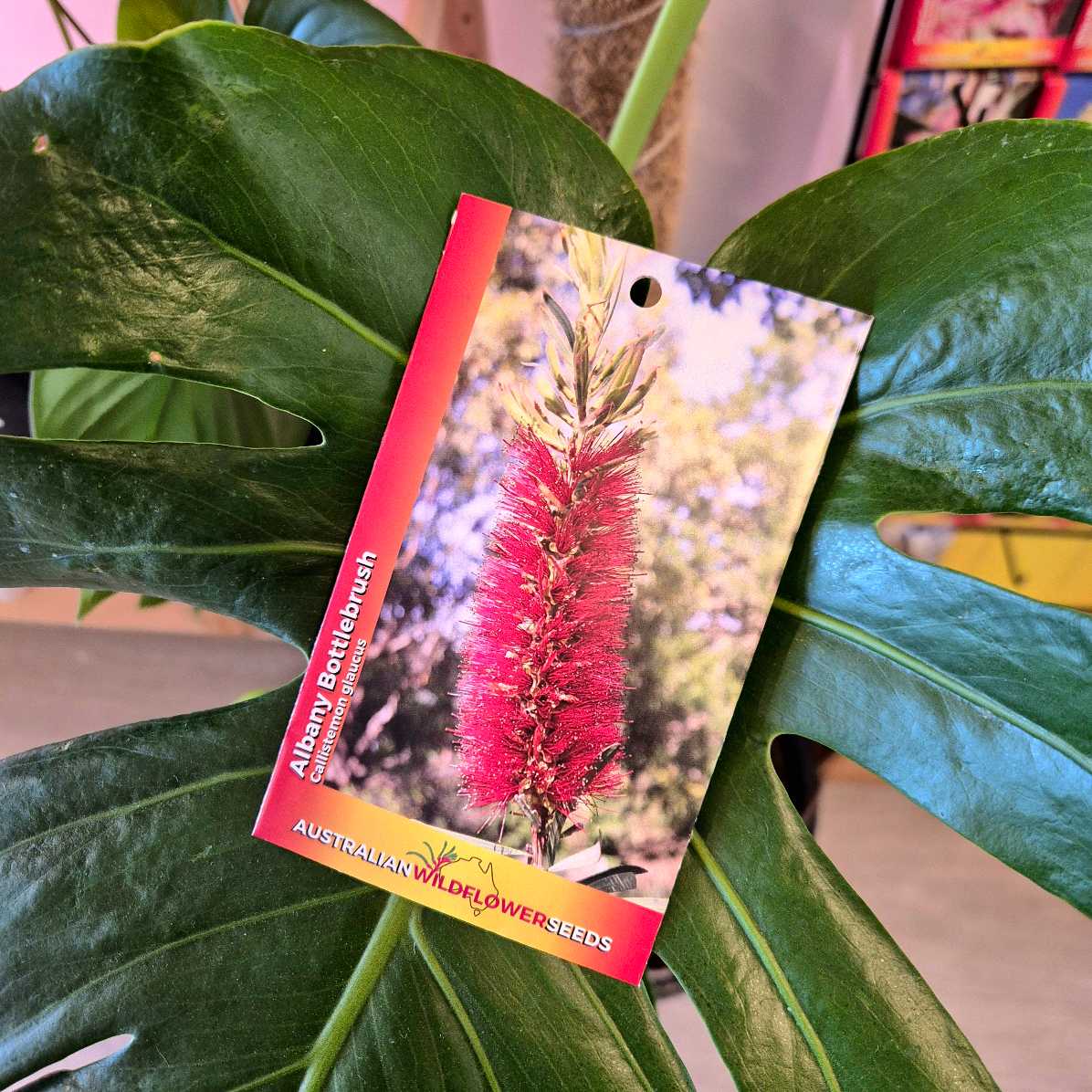 Albany Bottlebrush