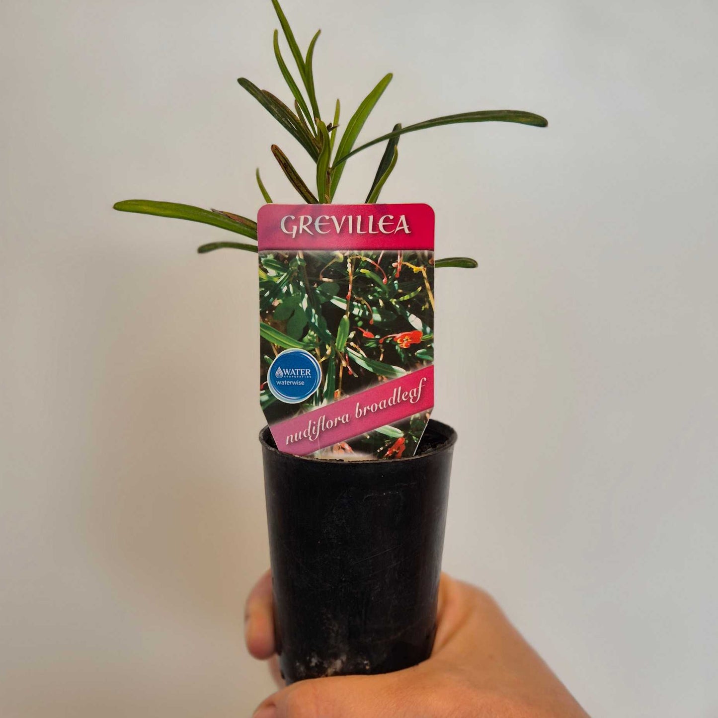 Grevillea nudiflora - broadleaf form