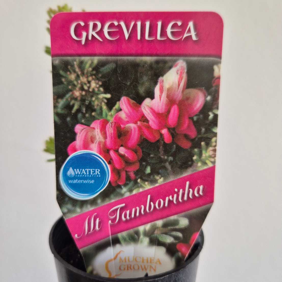 Grevillea Mt Tamboritha