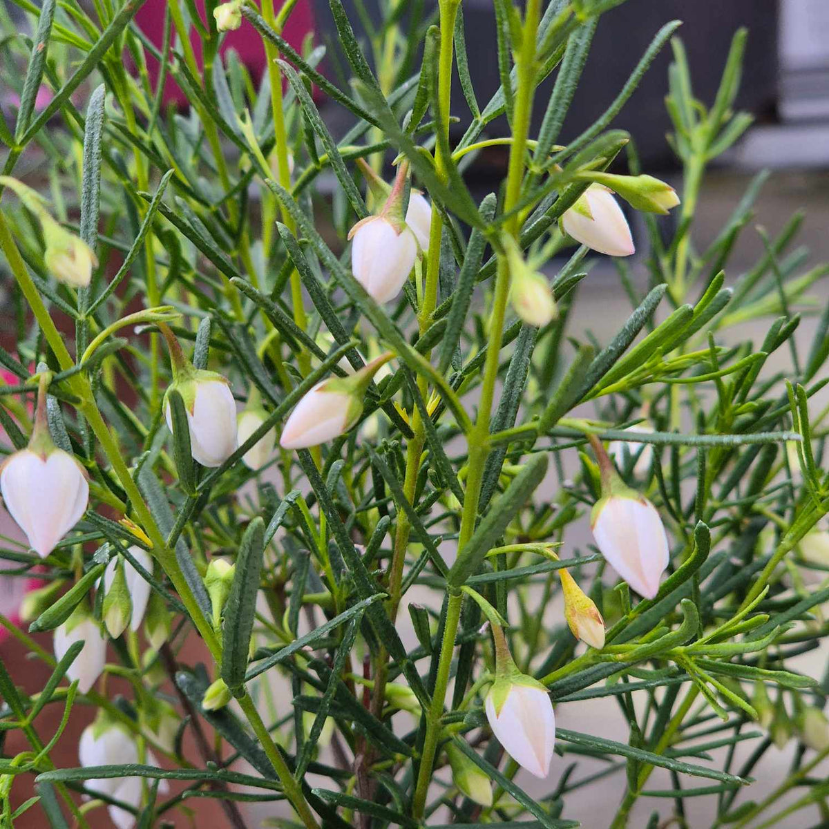 Boronia sirius