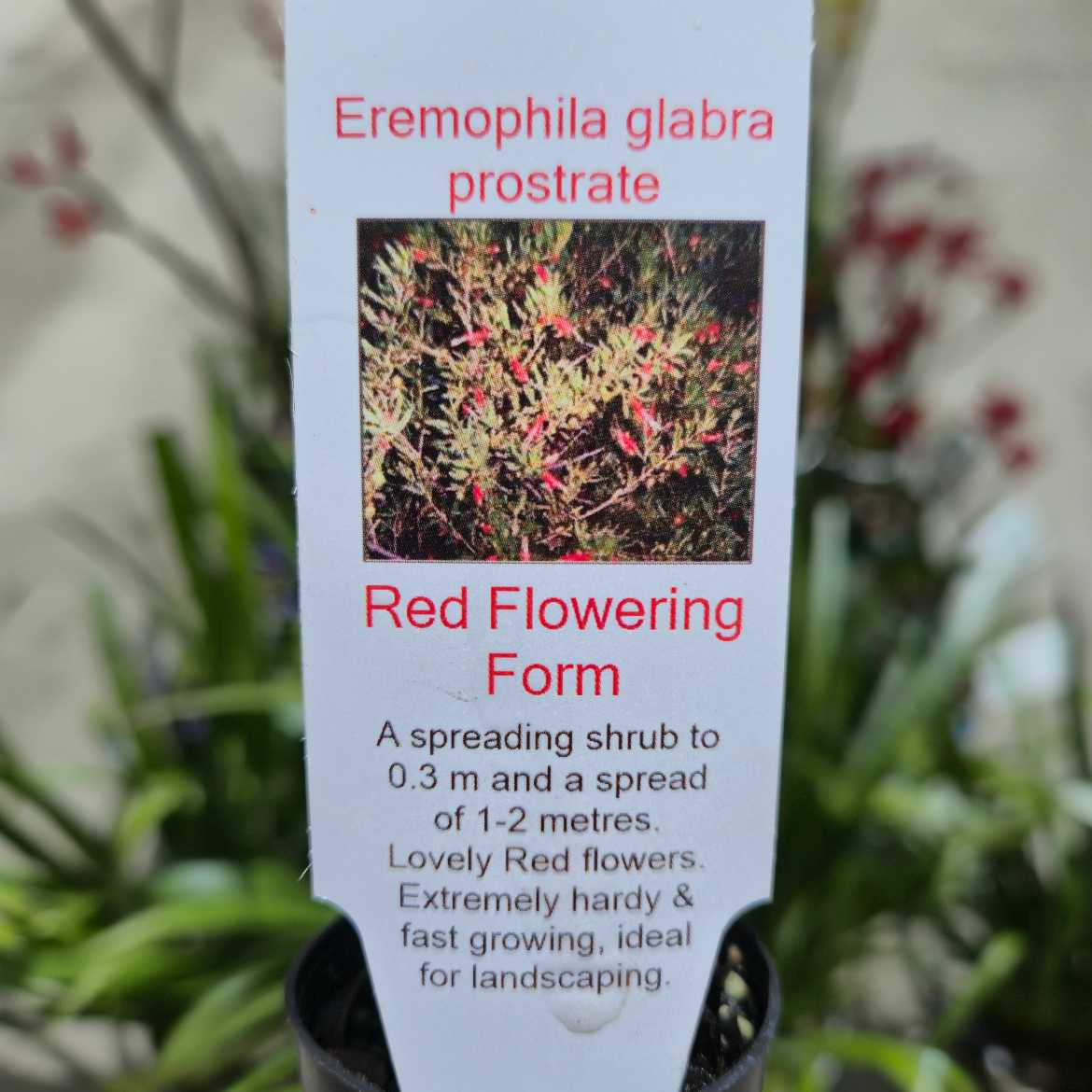 Eremophila glabra prostrate - Red flowering form