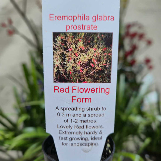 Eremophila glabra prostrate - Red flowering form