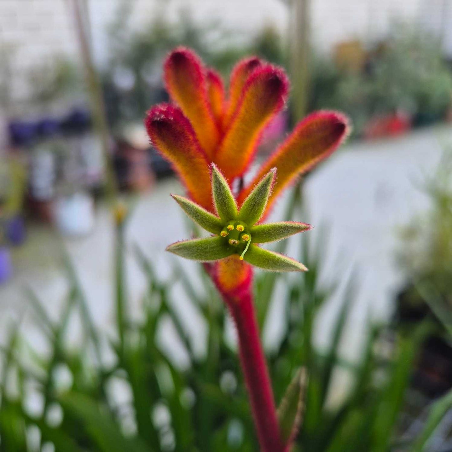 'Bush Fire ' Kangaroo Paw