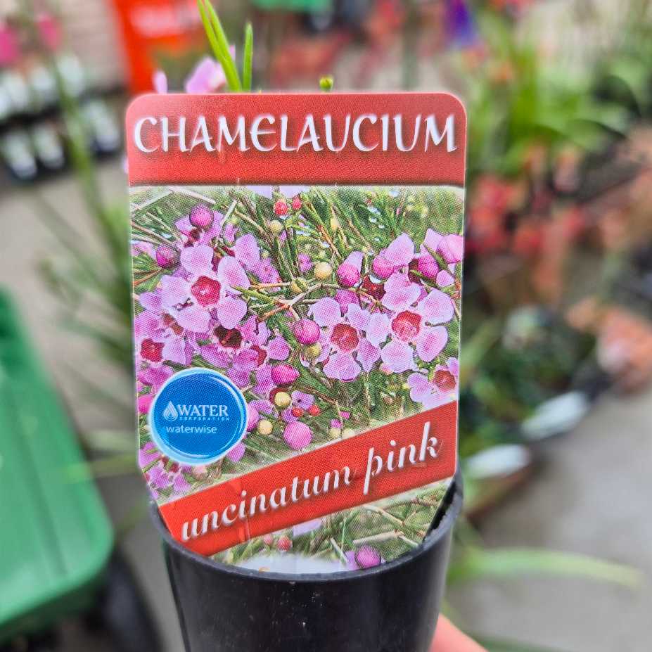 Geraldton Wax - Chamelaucium uncinatum Pink
