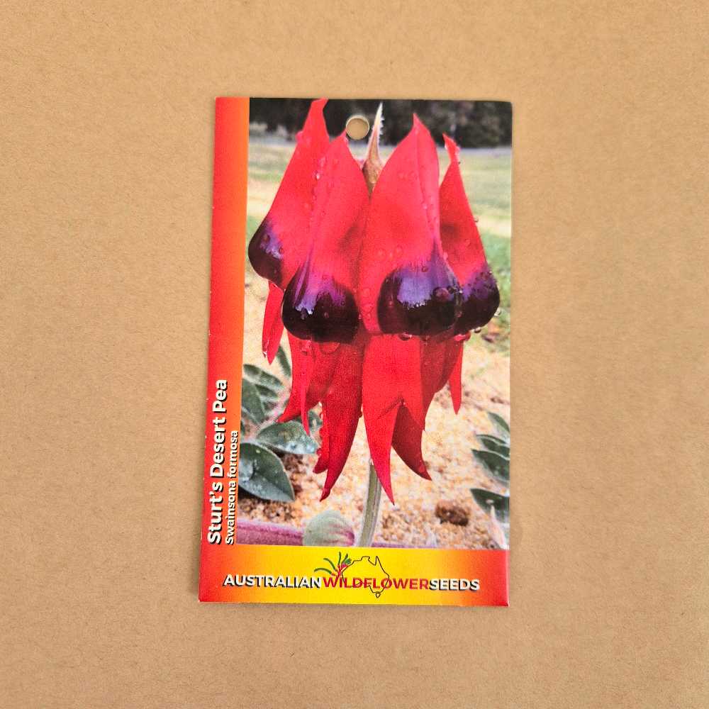 Sturt's Desert Pea Seeds