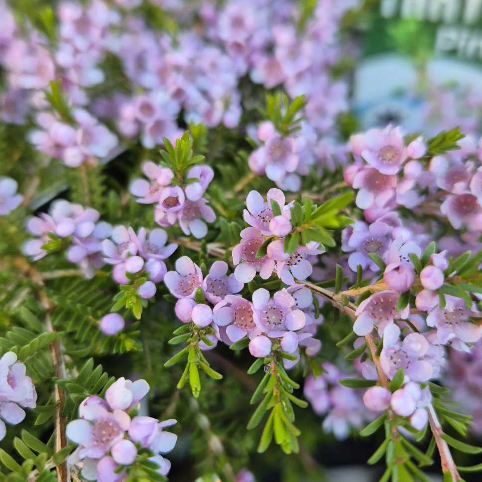Thryptomene saxicola 'Pink Lace'