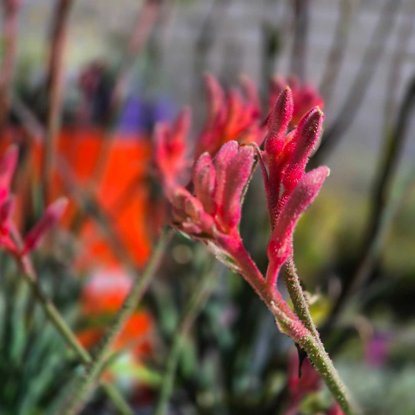 Anigozanthos 'Bush Coral'