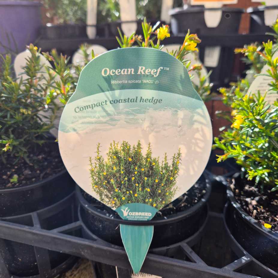 Hibbertia 'Ocean Reef'