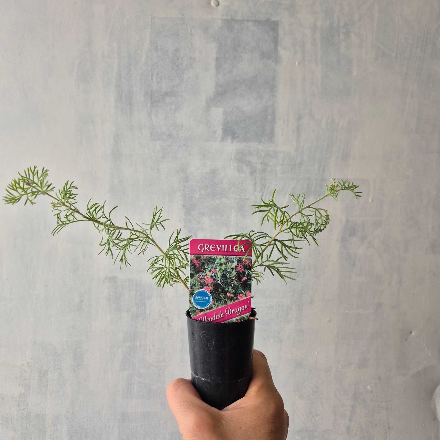 Grevillea Ellendale Dragon
