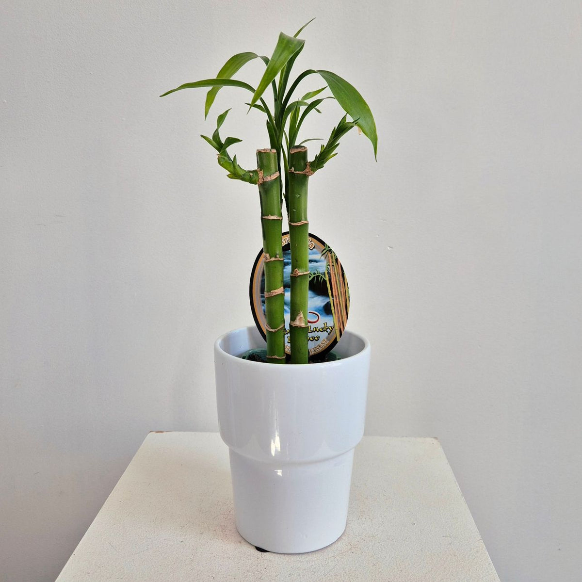 Lucky Bamboo