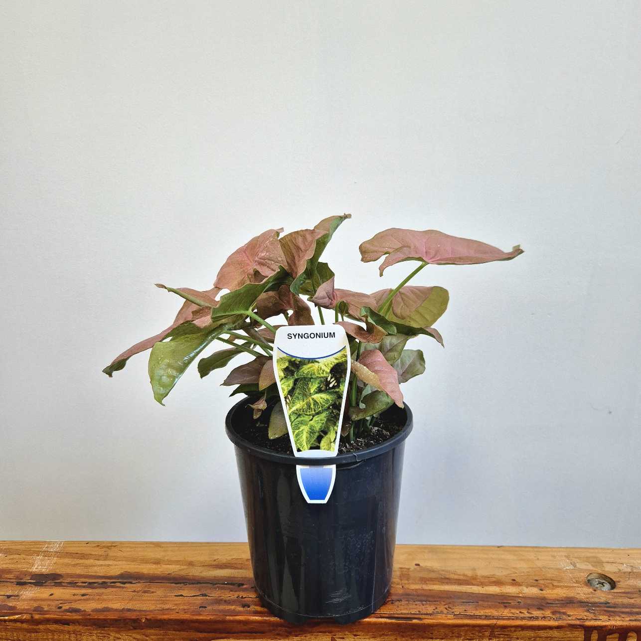 Syngonium 'Neon'