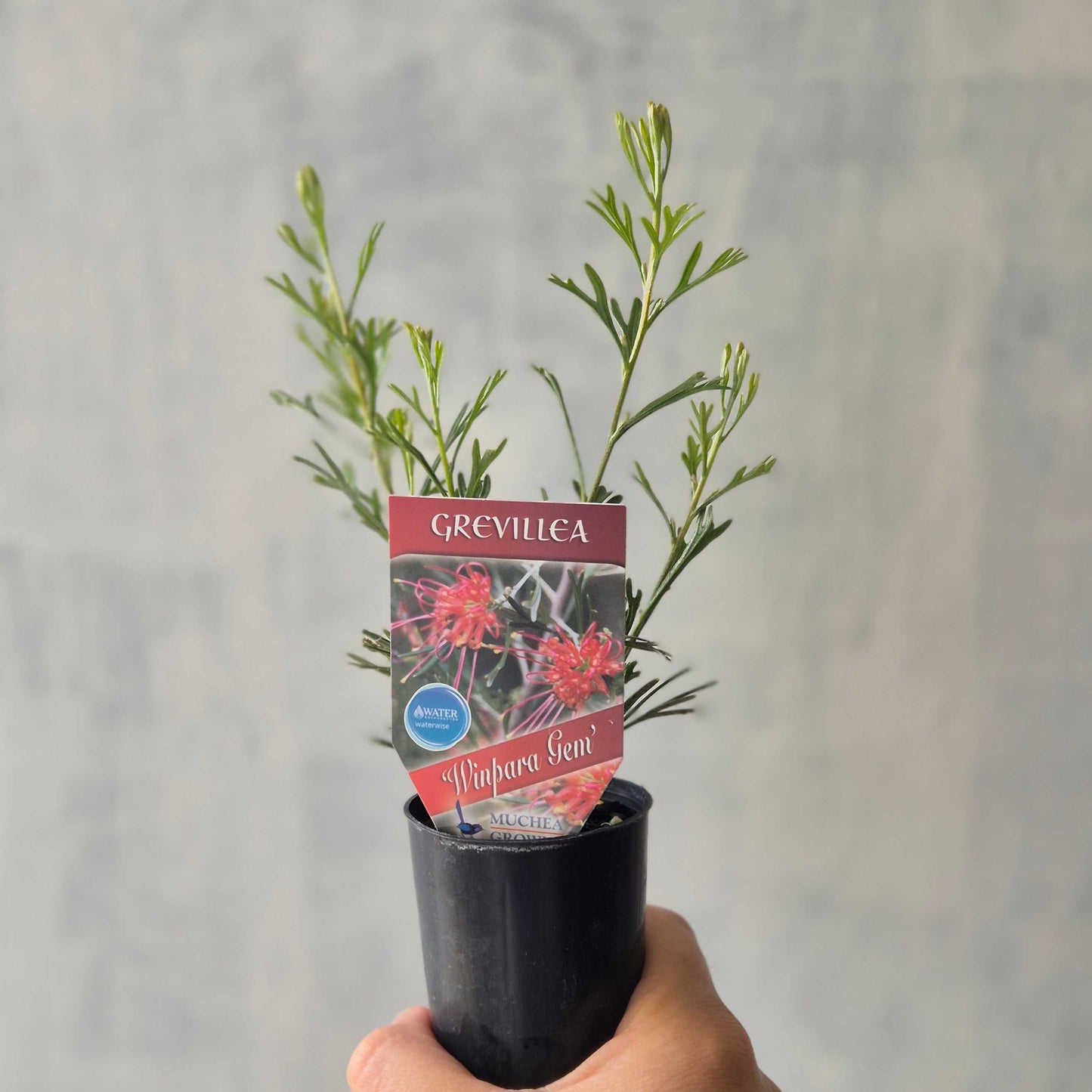 Grevillea 'Winpara Gem'