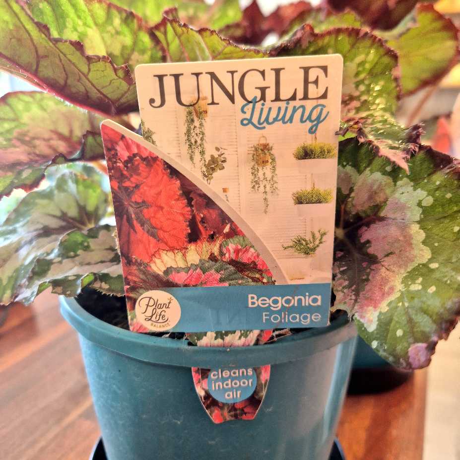 Begonia 'Alaska Creek'