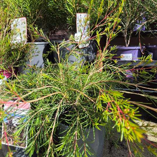 Chamelaucium 'Tumbelina'