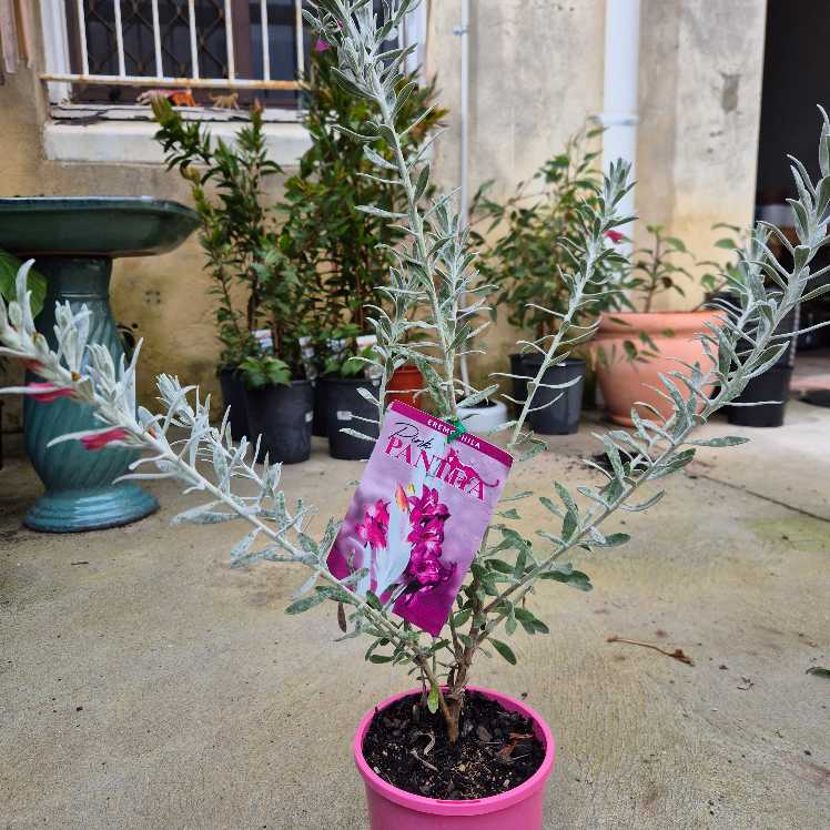 Eremophila 'Pink Pantha'