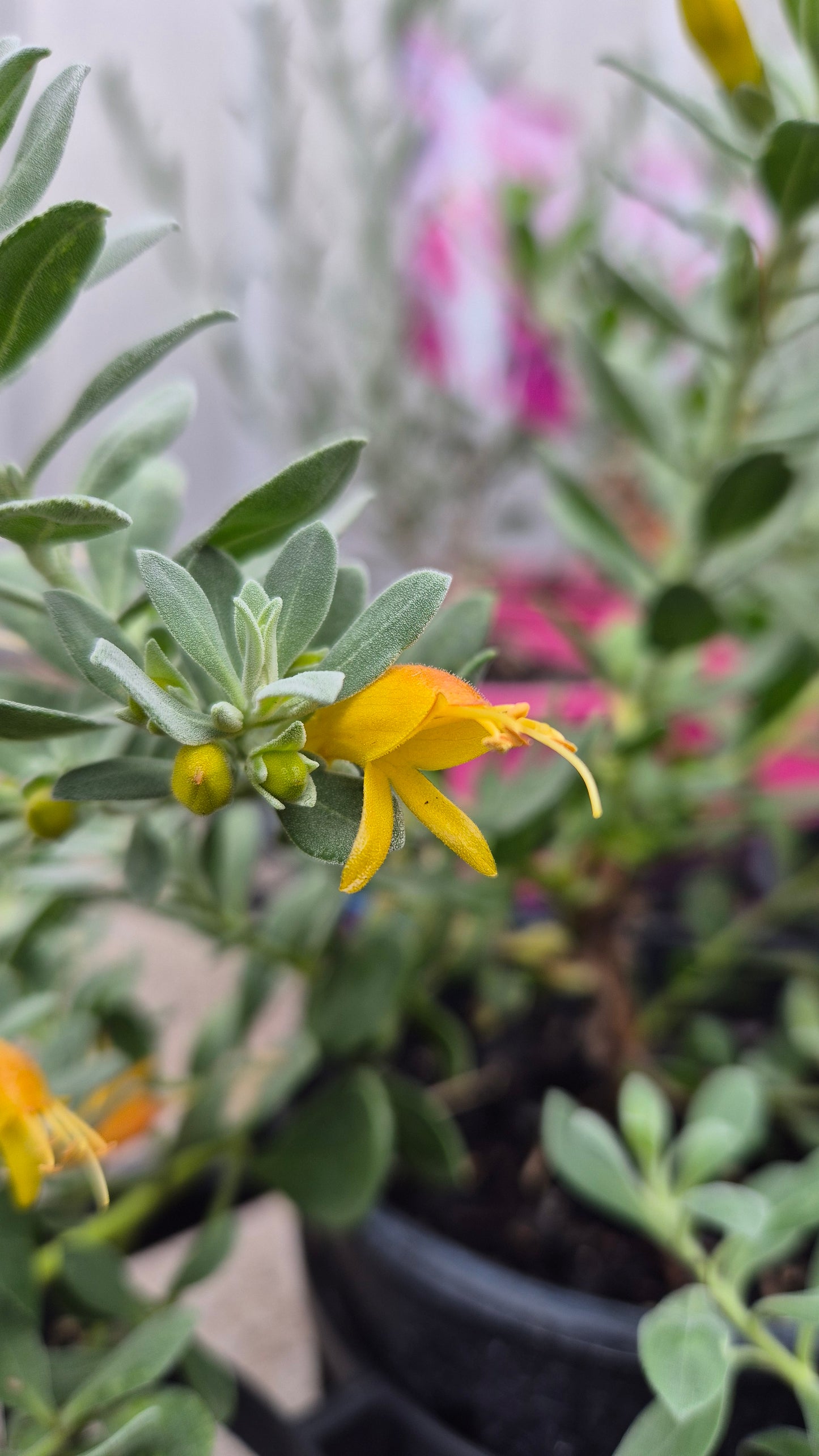 Eremophila glabra 'Amber Carpet'