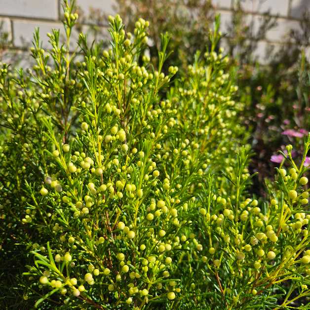 Chamelaucium 'Ice Queen'