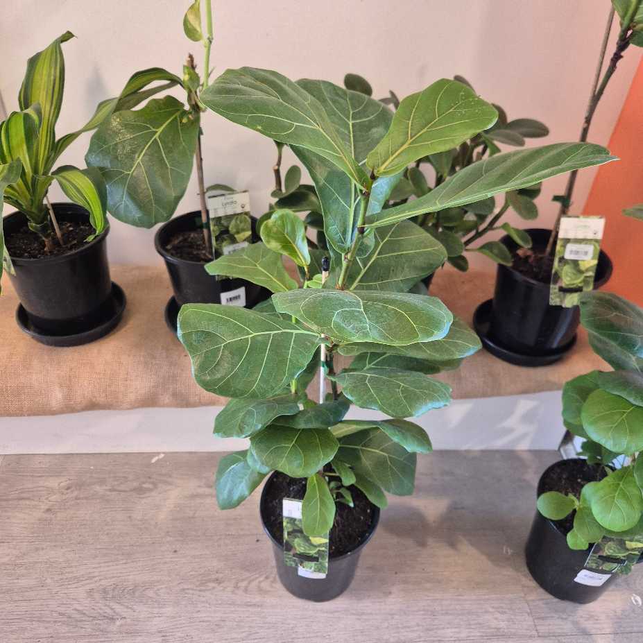 Ficus lyrata