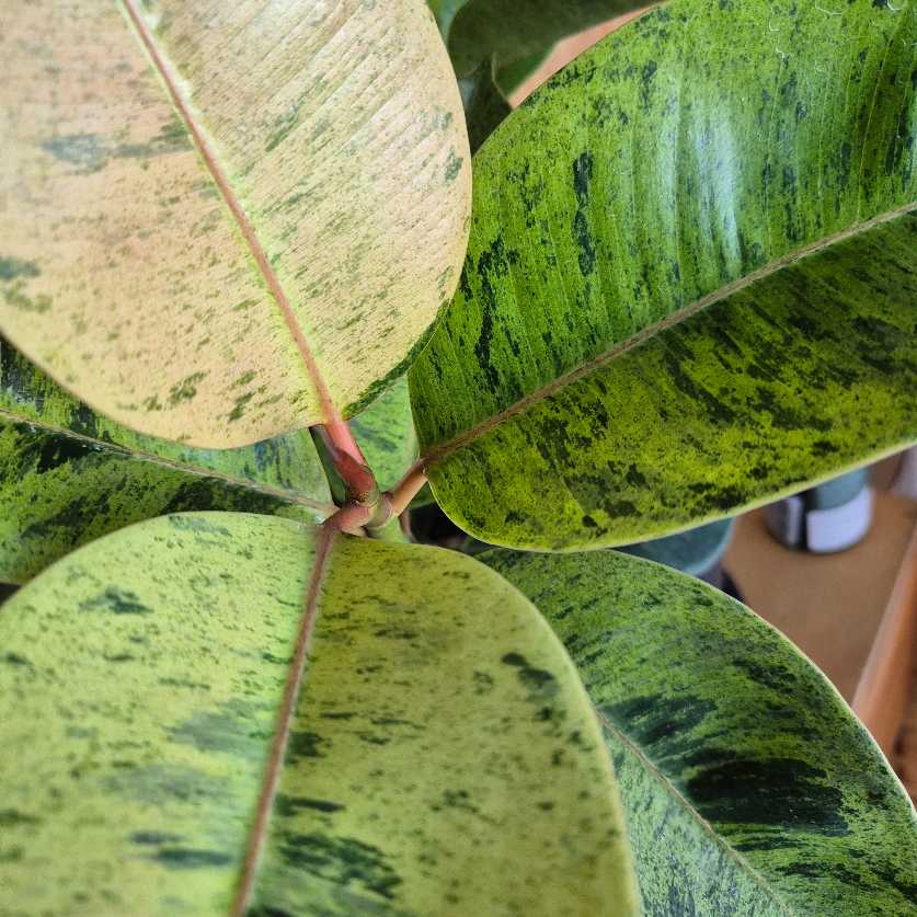 Ficus shivereana