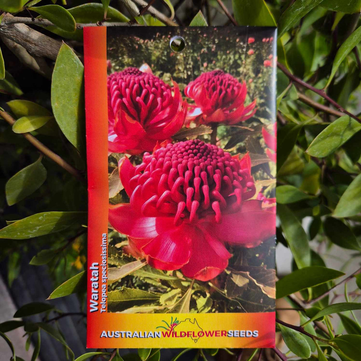 Waratah Seeds
