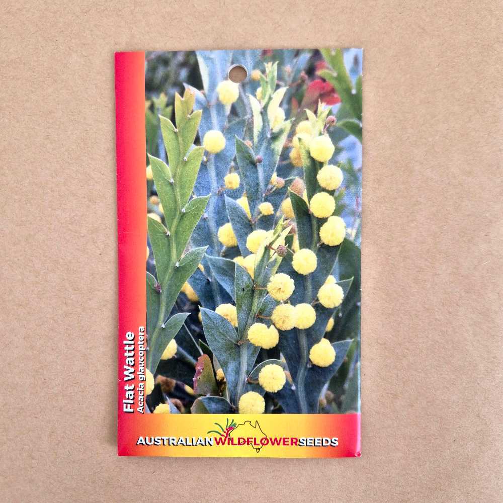 Flat Wattle Seeds
